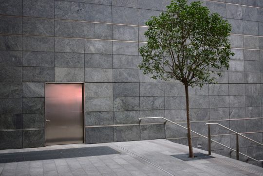 Picture of a green tree against a grey wall
